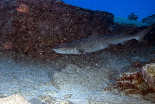 Dive Oahu Hawaii