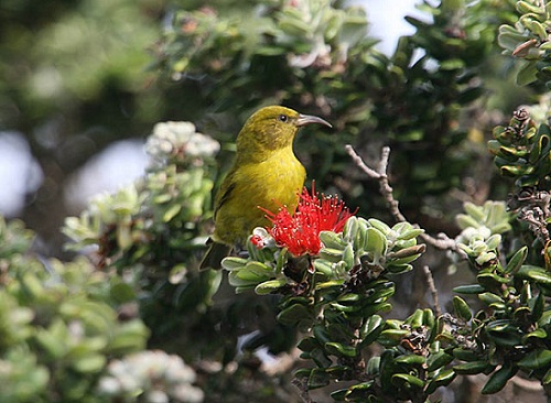 Oahu Nature Tours