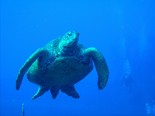 Dive Oahu Hawaii